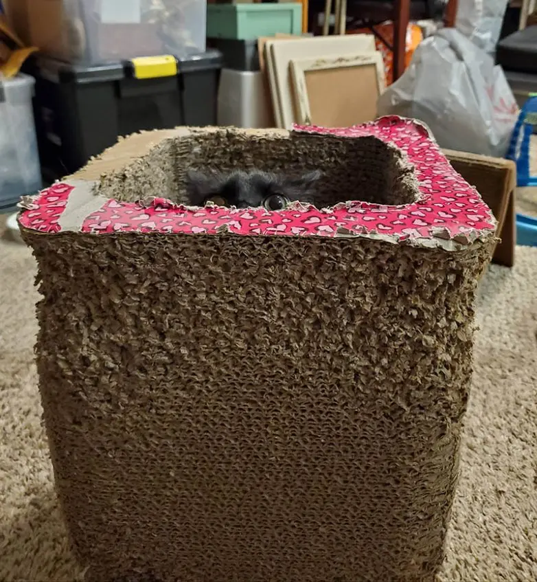 Кошки-невидимки: Когда попытка спрятаться оборачивается комедией