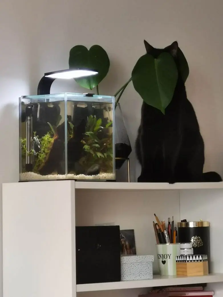 Кошки-невидимки: Когда попытка спрятаться оборачивается комедией