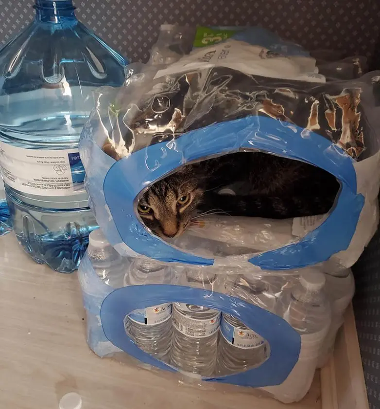 Кошки-невидимки: Когда попытка спрятаться оборачивается комедией