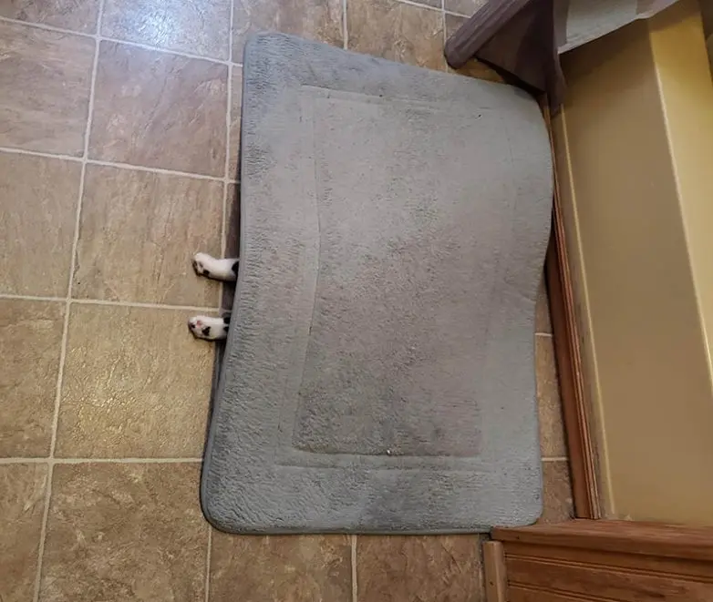 Кошки-невидимки: Когда попытка спрятаться оборачивается комедией