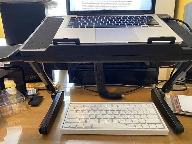 Кошки-невидимки: Когда попытка спрятаться оборачивается комедией