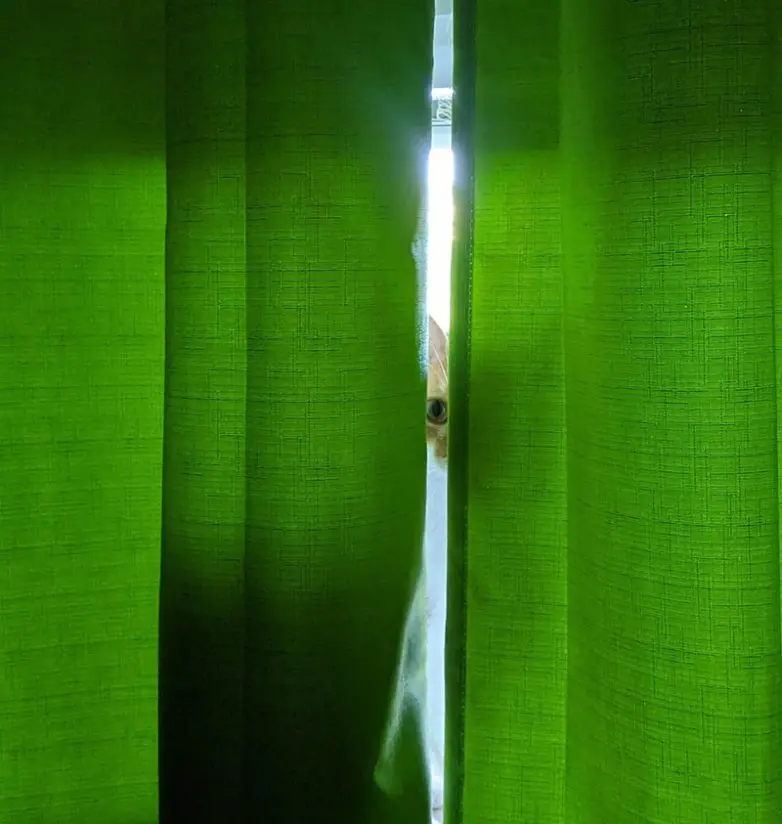 Кошки-невидимки: Когда попытка спрятаться оборачивается комедией