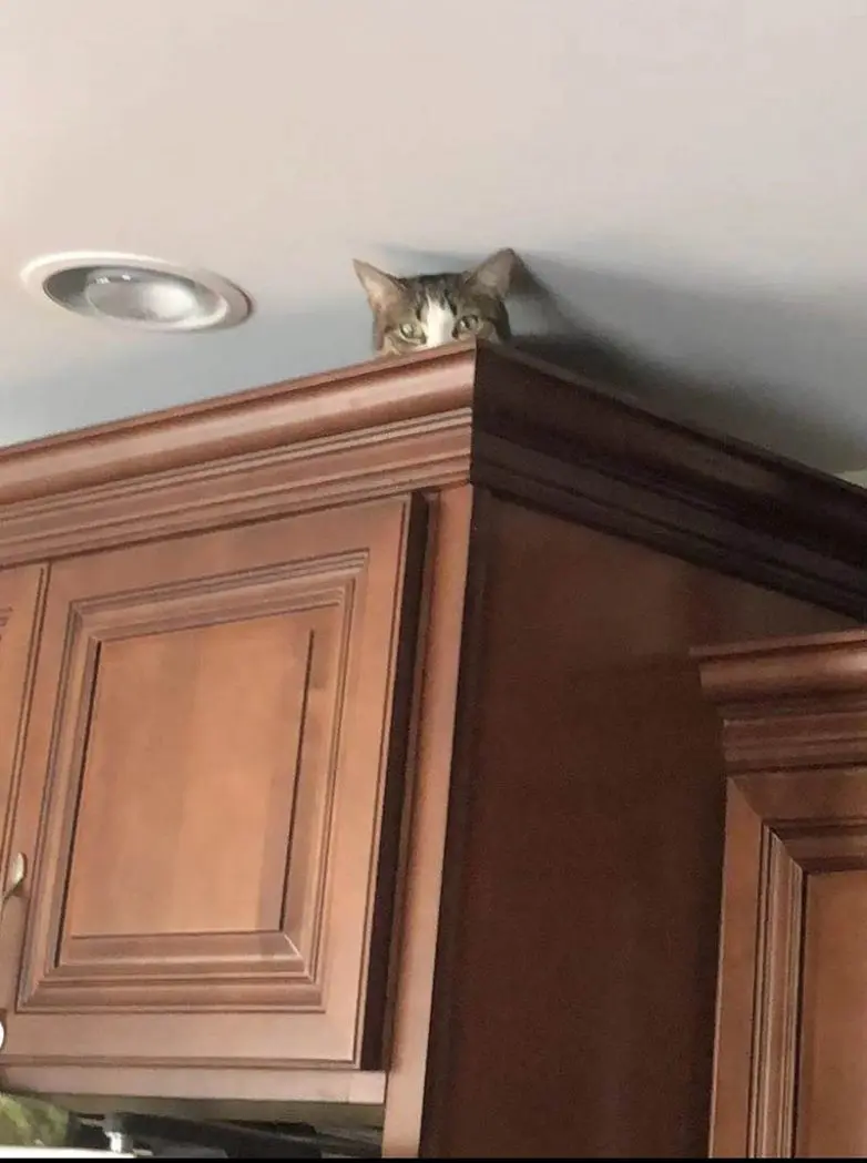 Кошки-невидимки: Когда попытка спрятаться оборачивается комедией