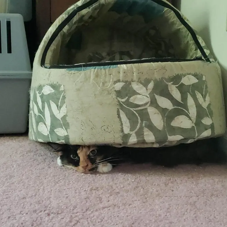 Кошки-невидимки: Когда попытка спрятаться оборачивается комедией