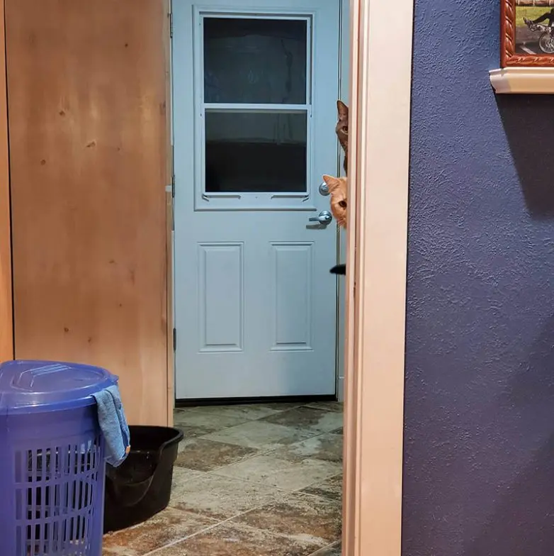 Кошки-невидимки: Когда попытка спрятаться оборачивается комедией