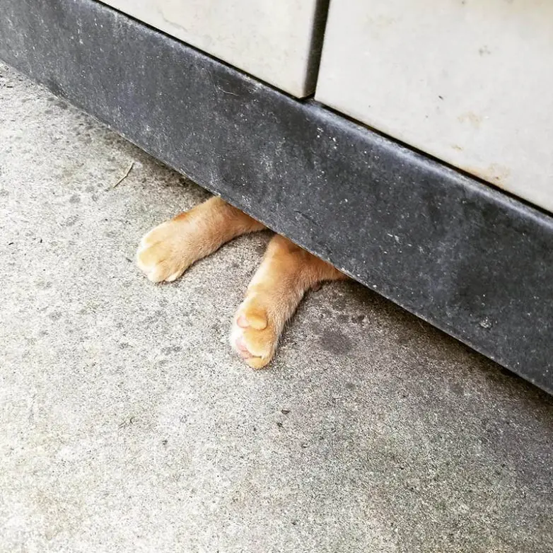 Кошки-невидимки: Когда попытка спрятаться оборачивается комедией