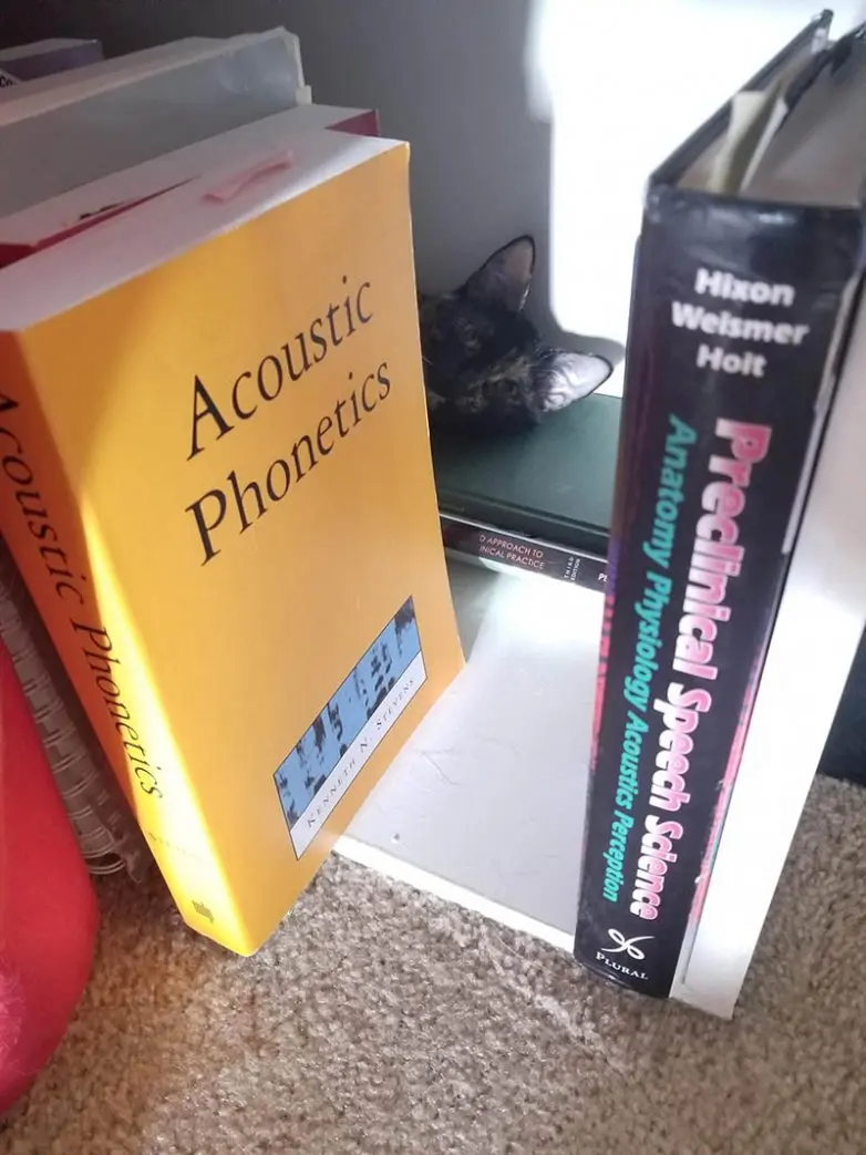 Кошки-невидимки: Когда попытка спрятаться оборачивается комедией