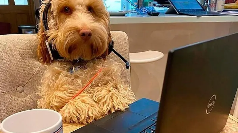 Собаки-работники: уморительные фото четвероногих офисных сотрудников