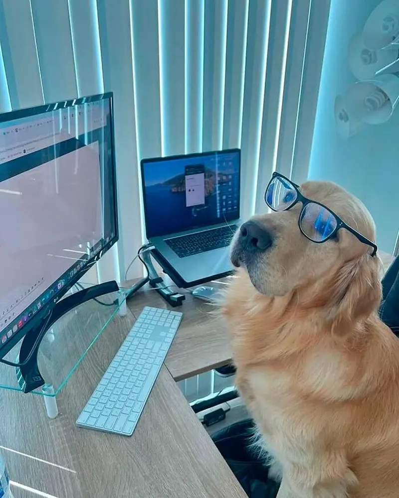 Собаки-работники: уморительные фото четвероногих офисных сотрудников