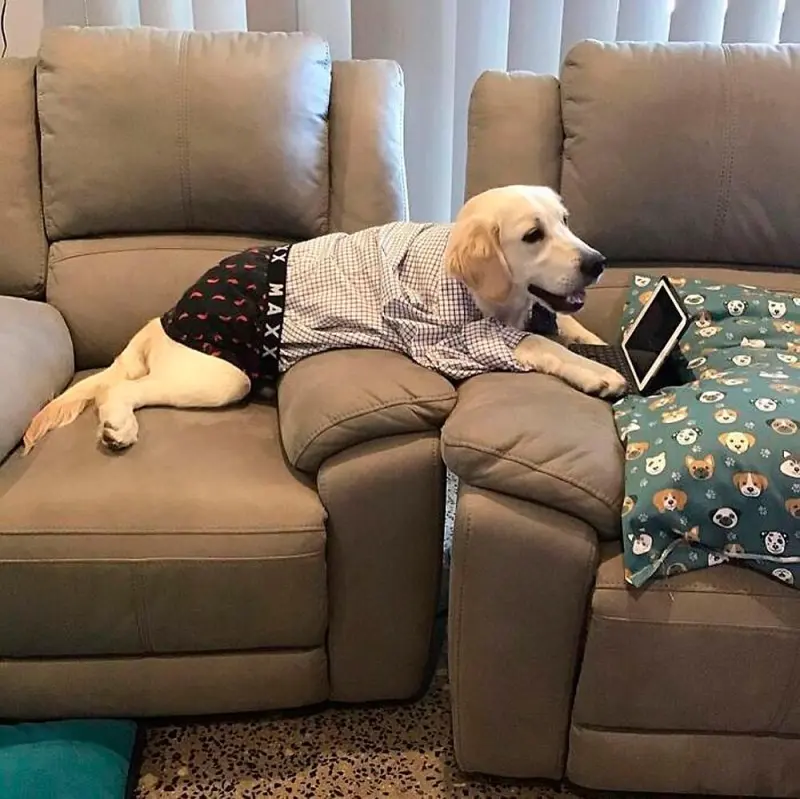 Собаки-работники: уморительные фото четвероногих офисных сотрудников