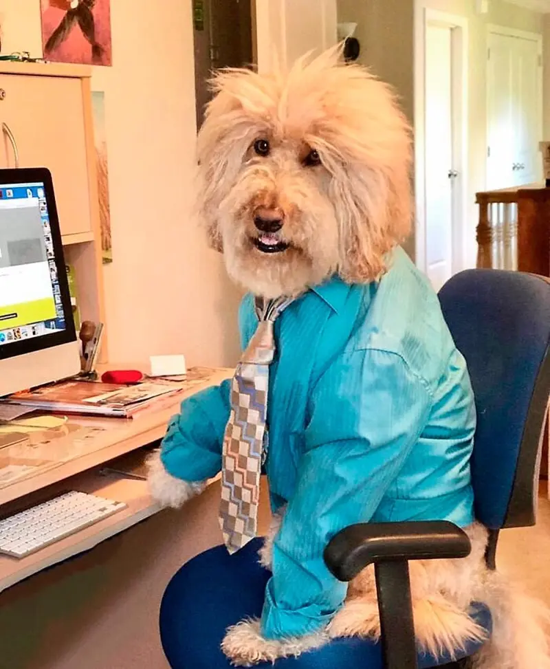 Собаки-работники: уморительные фото четвероногих офисных сотрудников