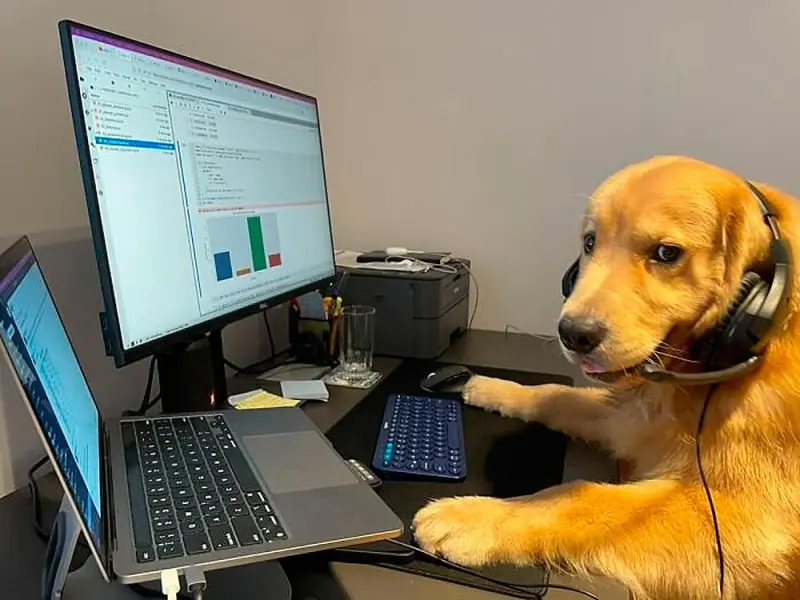 Собаки-работники: уморительные фото четвероногих офисных сотрудников