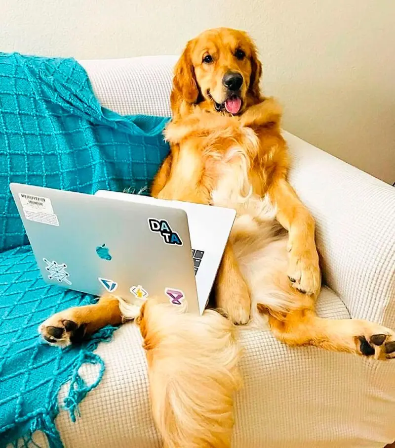 Собаки-работники: уморительные фото четвероногих офисных сотрудников