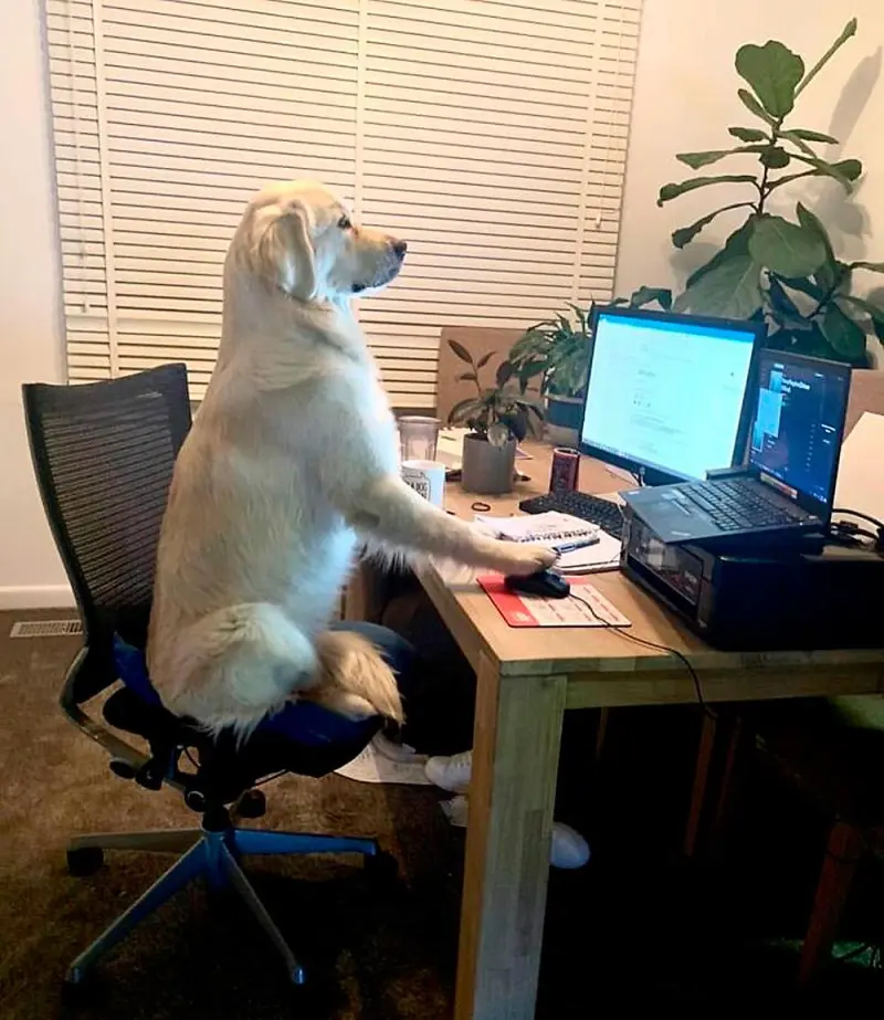Собаки-работники: уморительные фото четвероногих офисных сотрудников