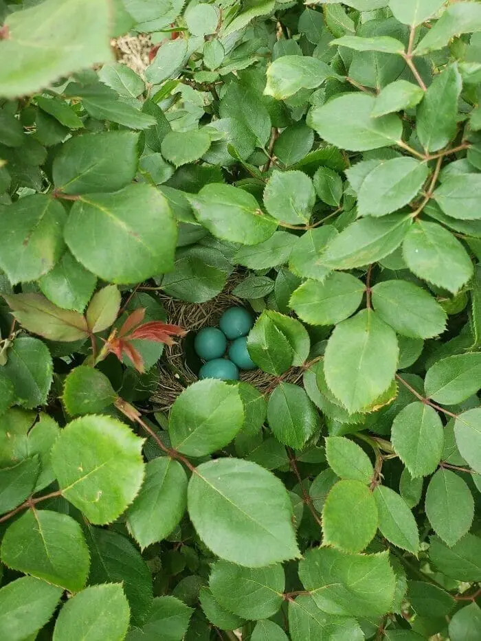 Лучшие садовые фотографии от сообщества Reddit: цветочное безумие и гордость за урожай