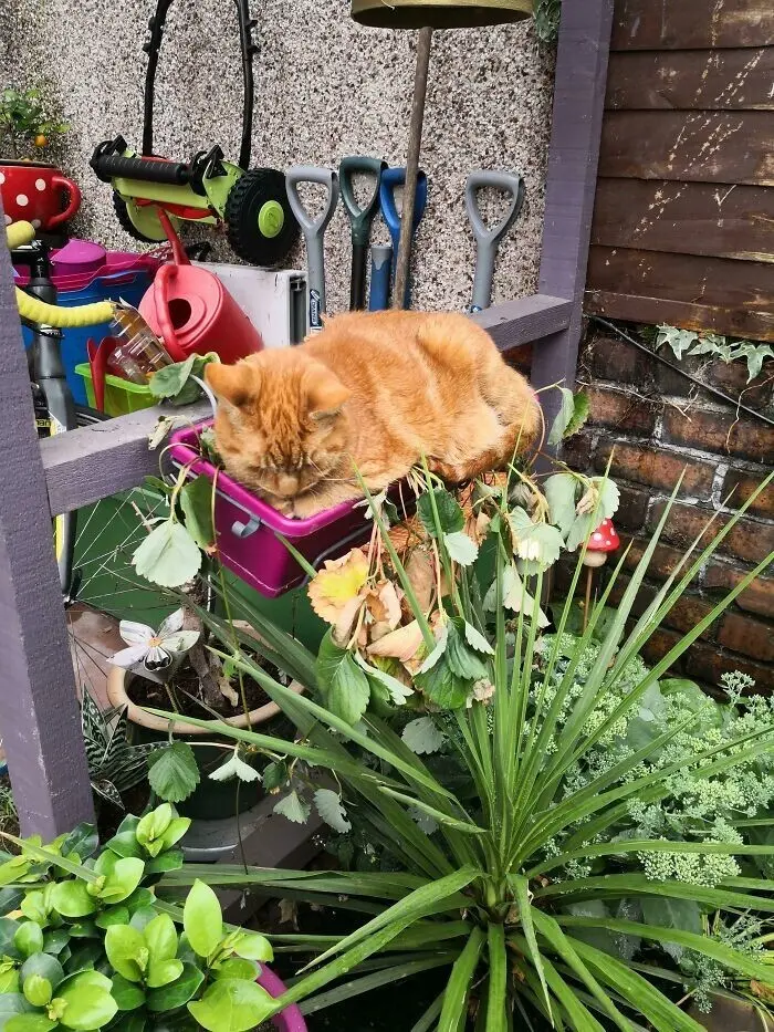 Лучшие садовые фотографии от сообщества Reddit: цветочное безумие и гордость за урожай