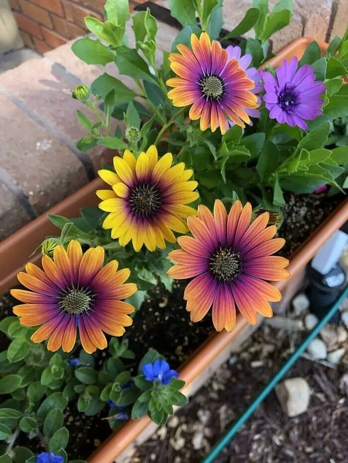 Лучшие садовые фотографии от сообщества Reddit: цветочное безумие и гордость за урожай