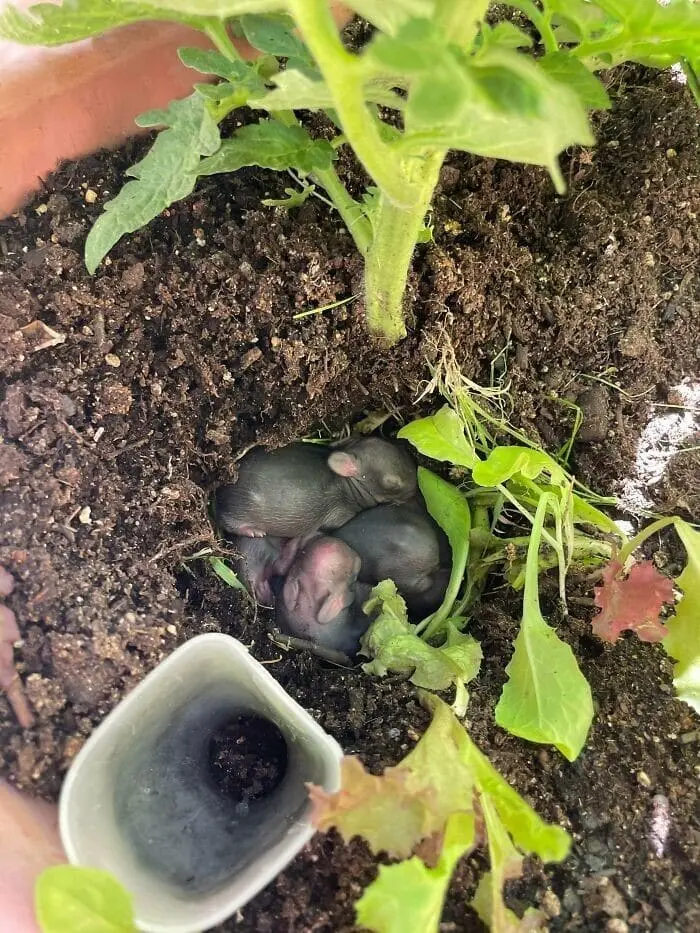 Лучшие садовые фотографии от сообщества Reddit: цветочное безумие и гордость за урожай