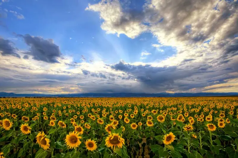 Красота в деталях: подборка удивительных фотографий