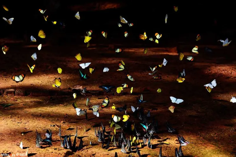 Красота в деталях: подборка удивительных фотографий