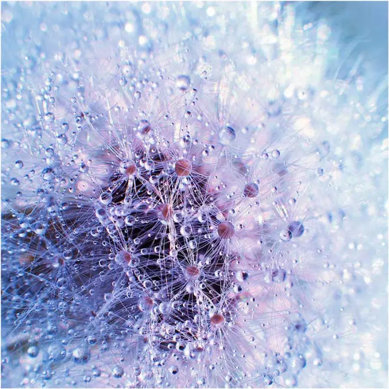 Красота в деталях: подборка удивительных фотографий