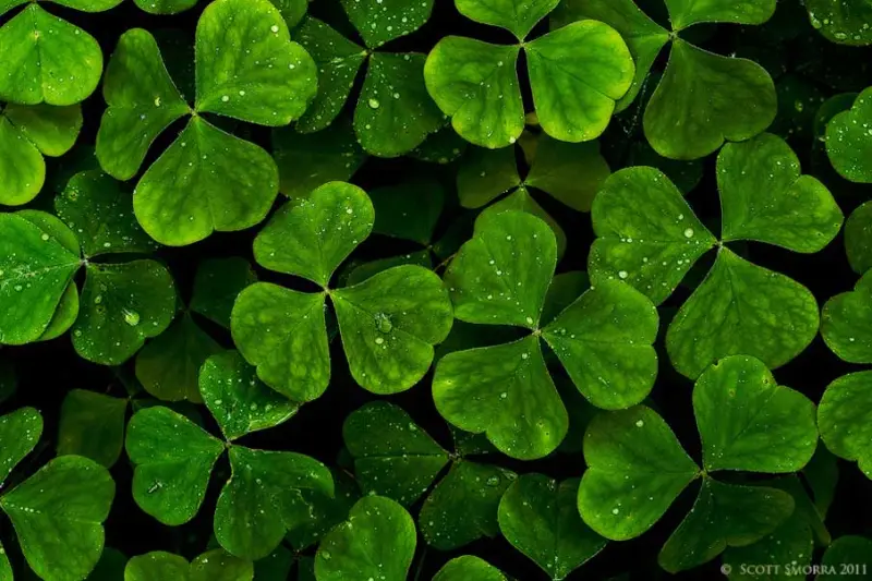 Красота в деталях: подборка удивительных фотографий