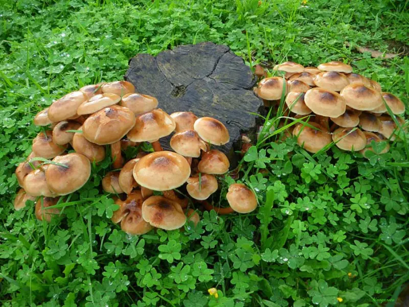 Красота в деталях: подборка удивительных фотографий