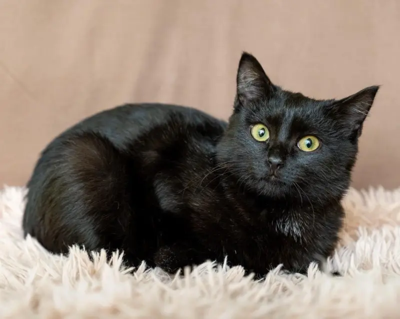 Душевный фестиваль для питомцев и их будущих хозяев в центре Москвы