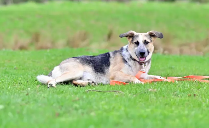 Душевный фестиваль для питомцев и их будущих хозяев в центре Москвы