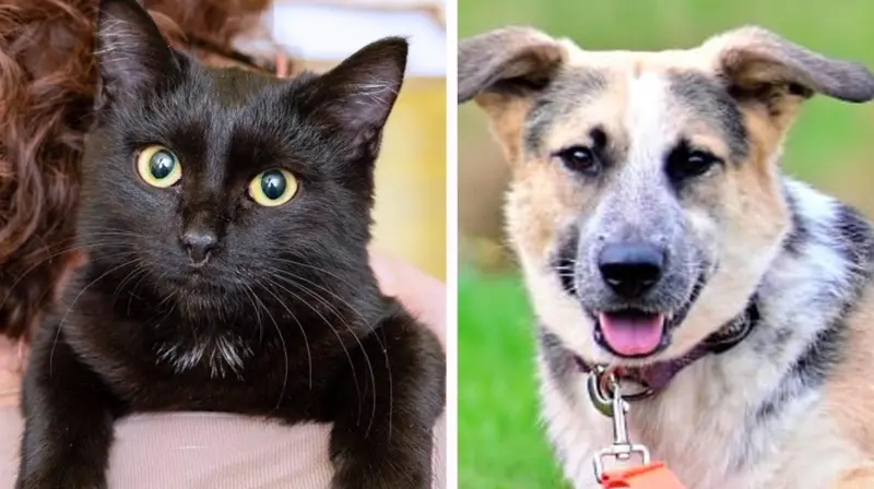 Душевный фестиваль для питомцев и их будущих хозяев в центре Москвы