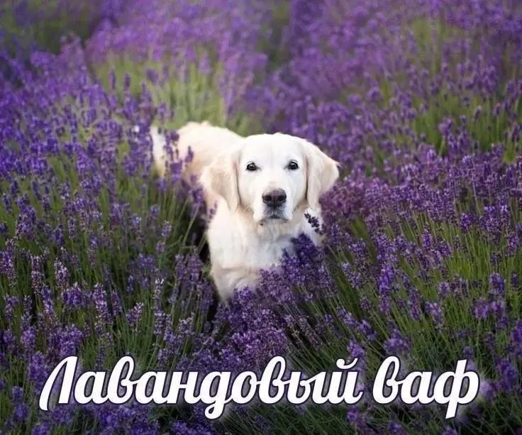 Кофейный юмор: мемы темнее эспрессо