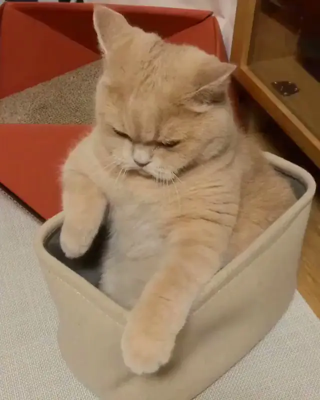 Обиженные коты: 20 фото пушистых актеров, которые умеют дуться по-настоящему