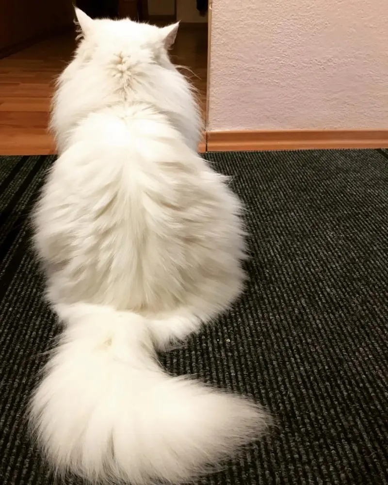 Обиженные коты: 20 фото пушистых актеров, которые умеют дуться по-настоящему