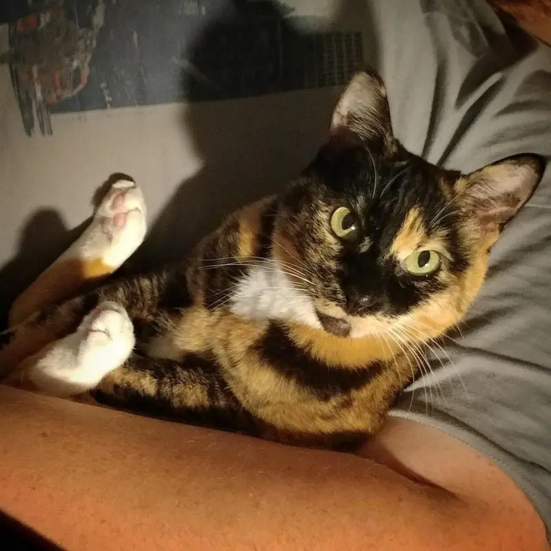 Обиженные коты: 20 фото пушистых актеров, которые умеют дуться по-настоящему