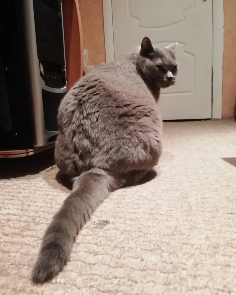 Обиженные коты: 20 фото пушистых актеров, которые умеют дуться по-настоящему