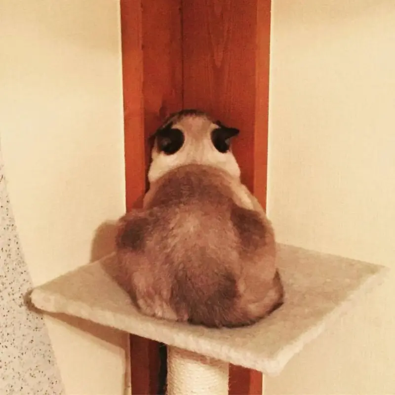 Обиженные коты: 20 фото пушистых актеров, которые умеют дуться по-настоящему