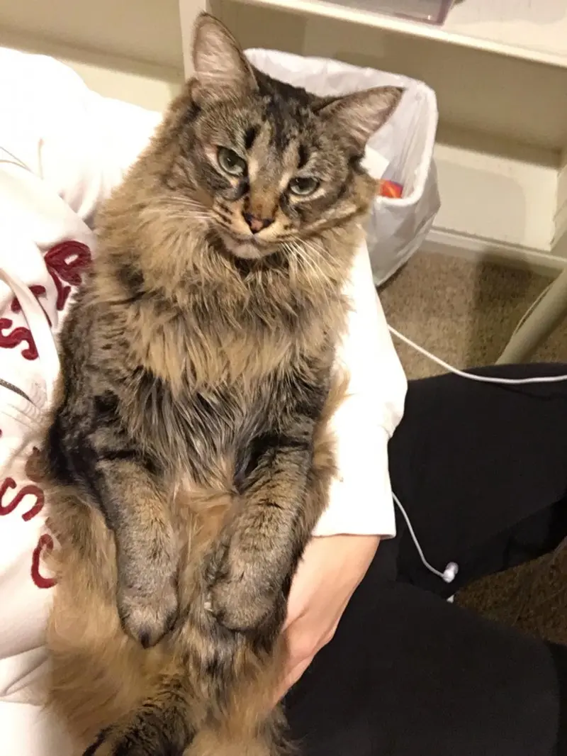 Обиженные коты: 20 фото пушистых актеров, которые умеют дуться по-настоящему