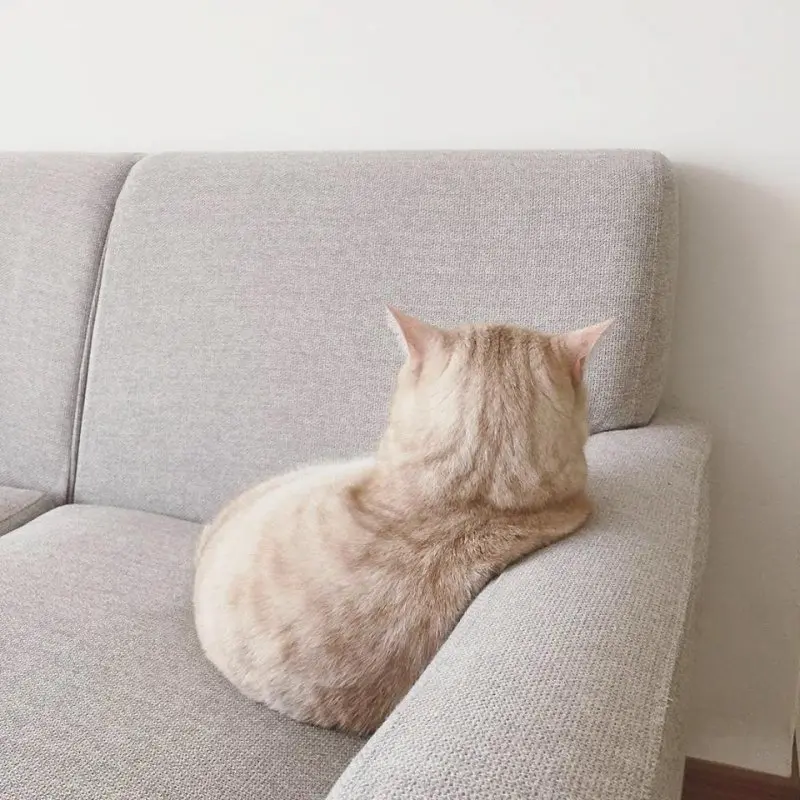 Обиженные коты: 20 фото пушистых актеров, которые умеют дуться по-настоящему