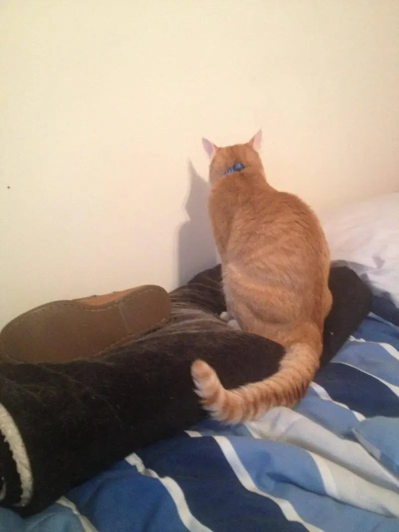 Обиженные коты: 20 фото пушистых актеров, которые умеют дуться по-настоящему