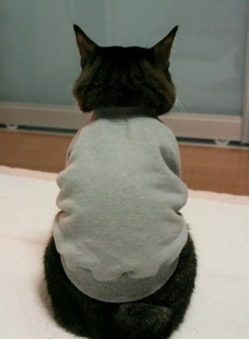 Обиженные коты: 20 фото пушистых актеров, которые умеют дуться по-настоящему