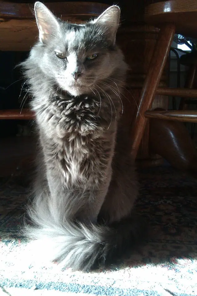 Обиженные коты: 20 фото пушистых актеров, которые умеют дуться по-настоящему