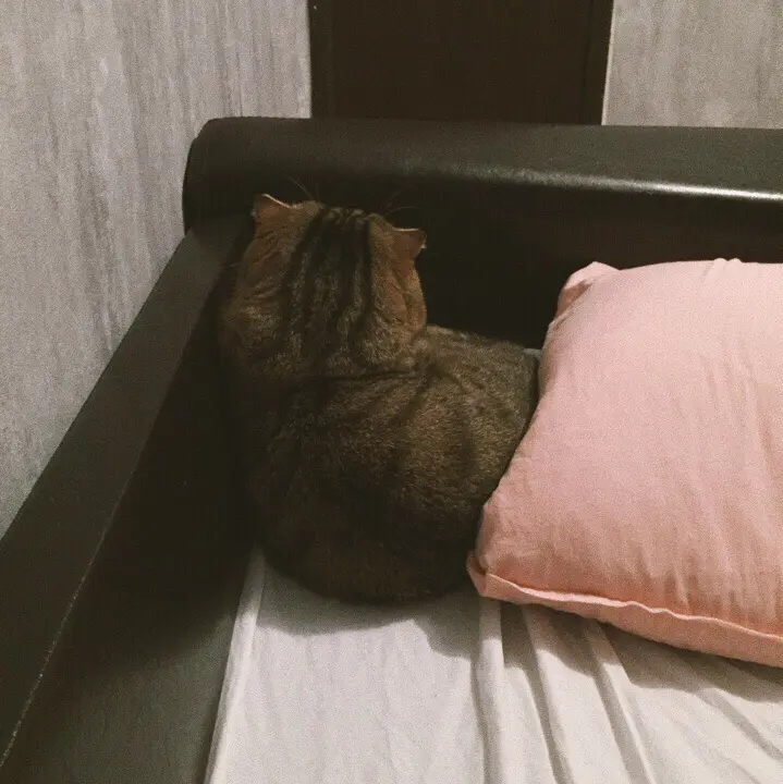 Обиженные коты: 20 фото пушистых актеров, которые умеют дуться по-настоящему