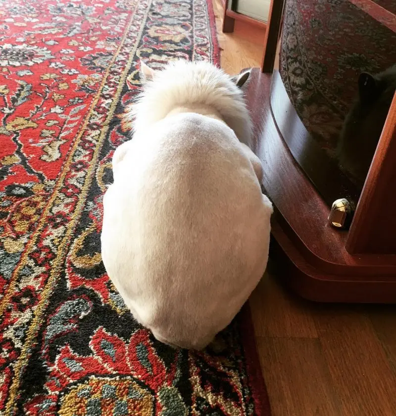 Обиженные коты: 20 фото пушистых актеров, которые умеют дуться по-настоящему