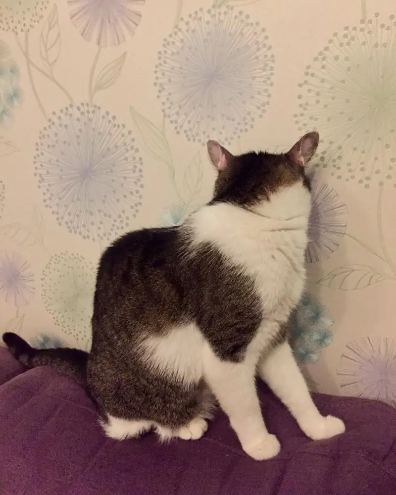 Обиженные коты: 20 фото пушистых актеров, которые умеют дуться по-настоящему