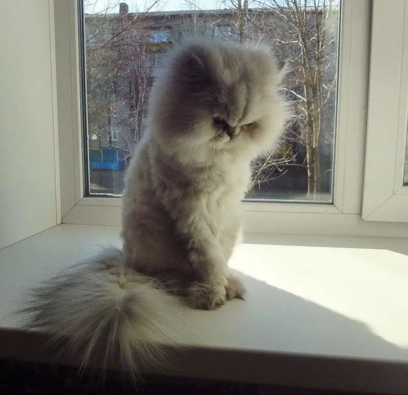 Обиженные коты: 20 фото пушистых актеров, которые умеют дуться по-настоящему