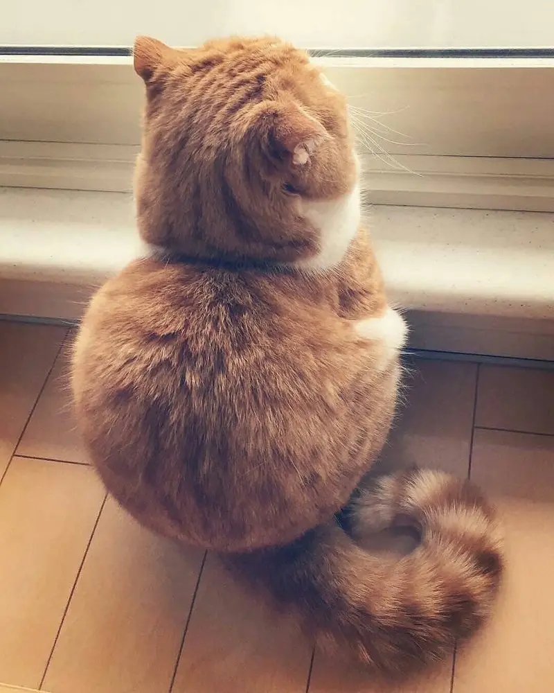 Обиженные коты: 20 фото пушистых актеров, которые умеют дуться по-настоящему