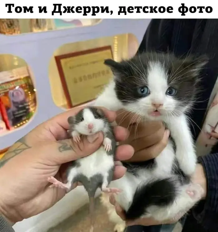 Взрыв смеха: лучшие мемы для ваших выходных