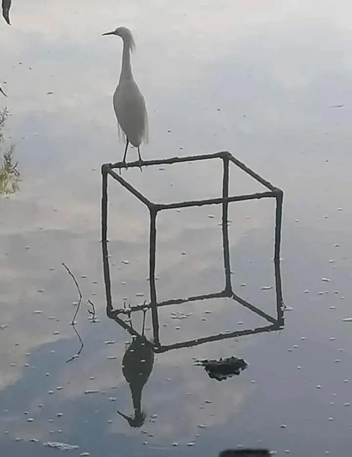 25 фото, которые заставят вас потереть глаза