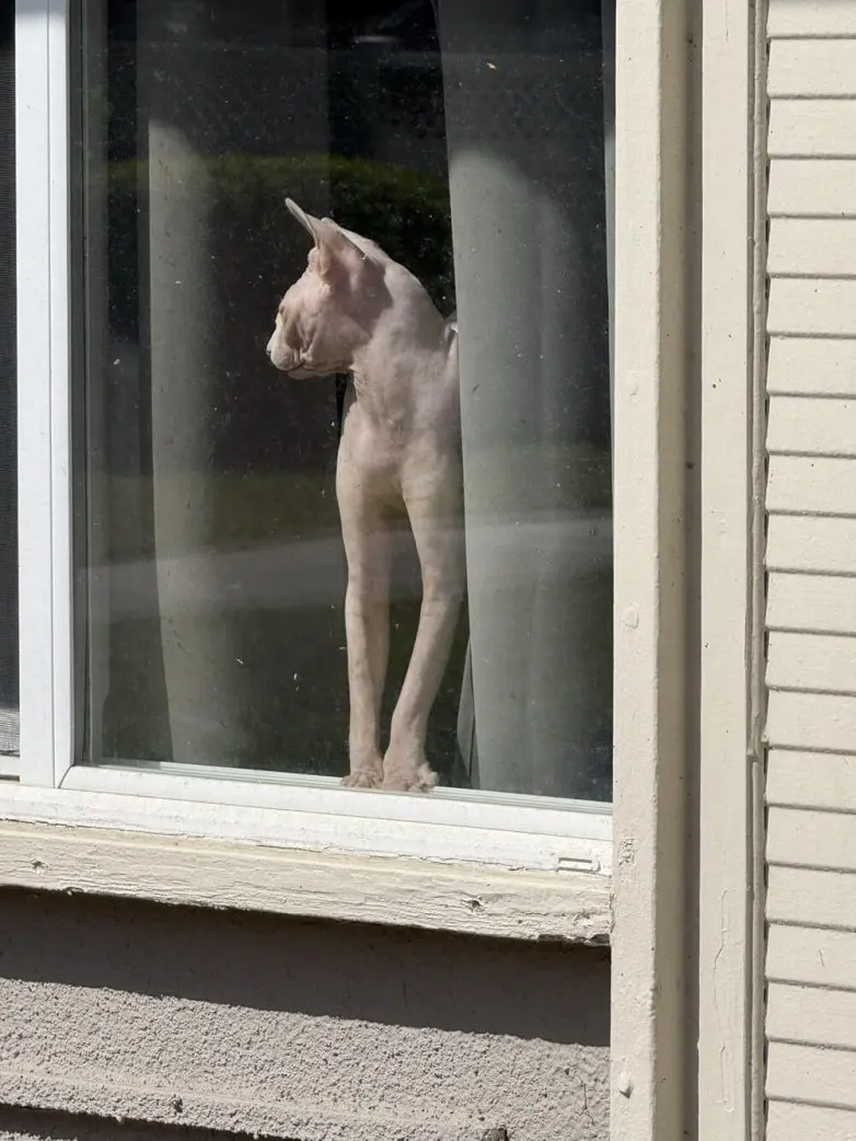 25 фото, которые заставят вас потереть глаза