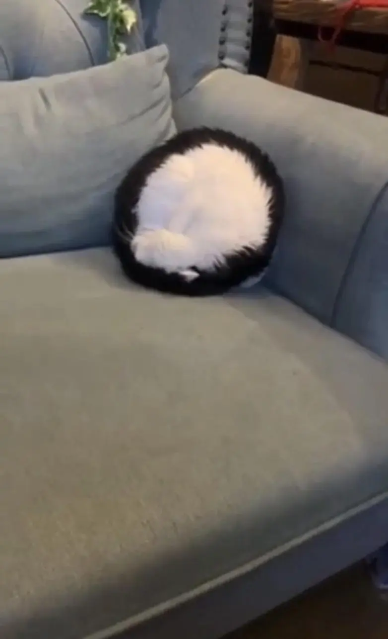 25 фото, которые заставят вас потереть глаза